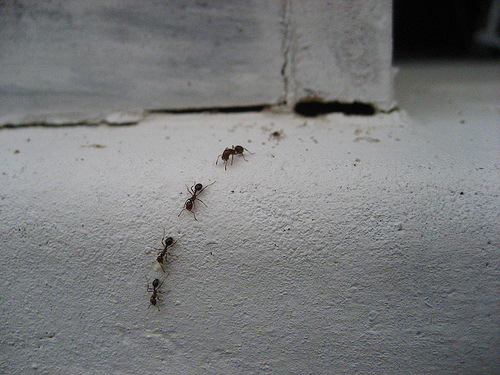 trail of ants 25bc9